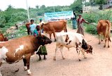 IGP rearing of milch animals by micro lending scheme